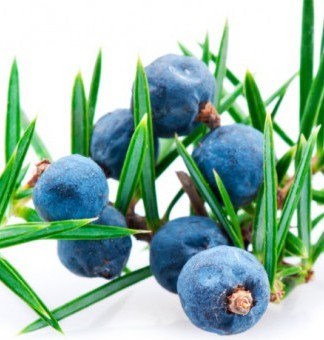 Ardıç Yağı ve Faydaları