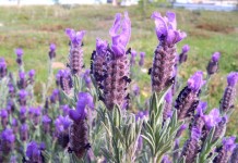 Karabaş Otu Karabaş Otu Faydaları Nelerdir?