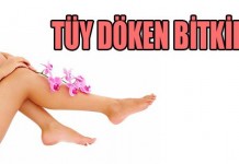 Tüy Dökücü Bitkiler Tüy Dökücü Bitkiler