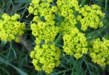 rezene çayının faydaları