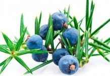 Ardıç Yağı ve Faydaları Ardıç Yağı ve Faydaları